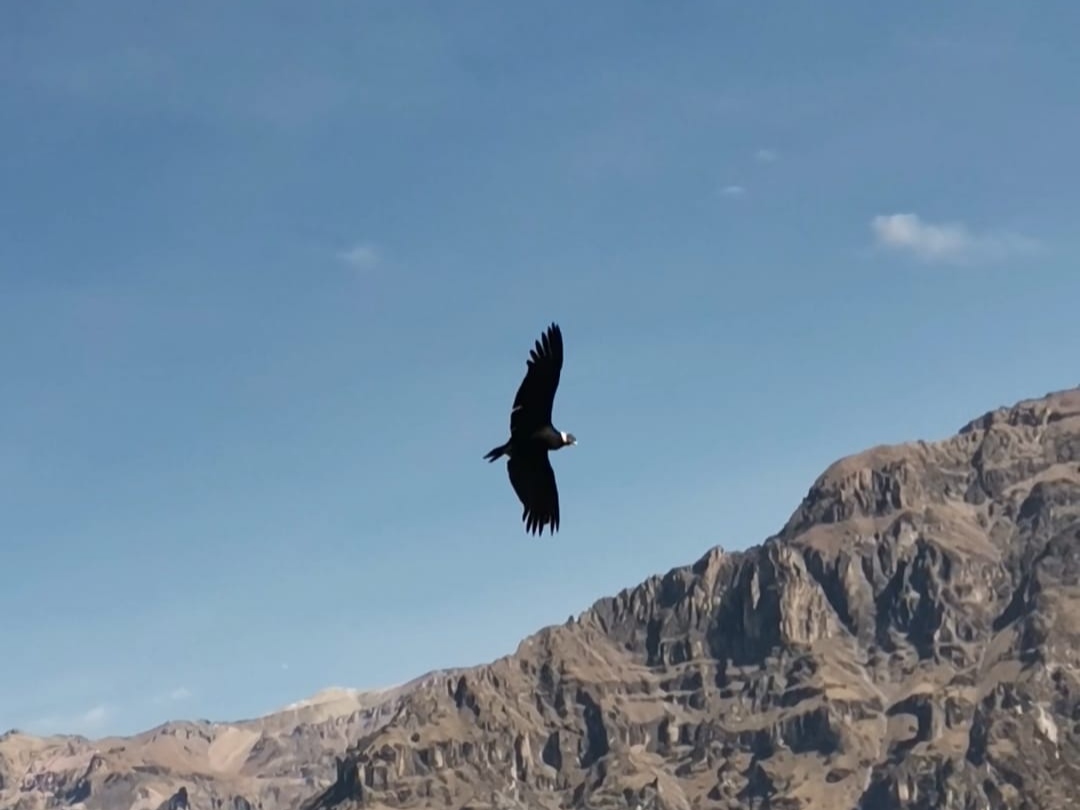 An andean condor soaring through the sky with its wings spread