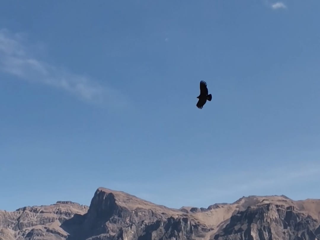 An andean condor flying over the steep canyon