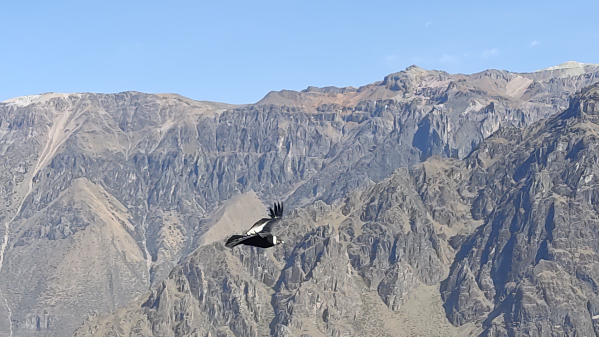 An andean condor across the Colca Canyon