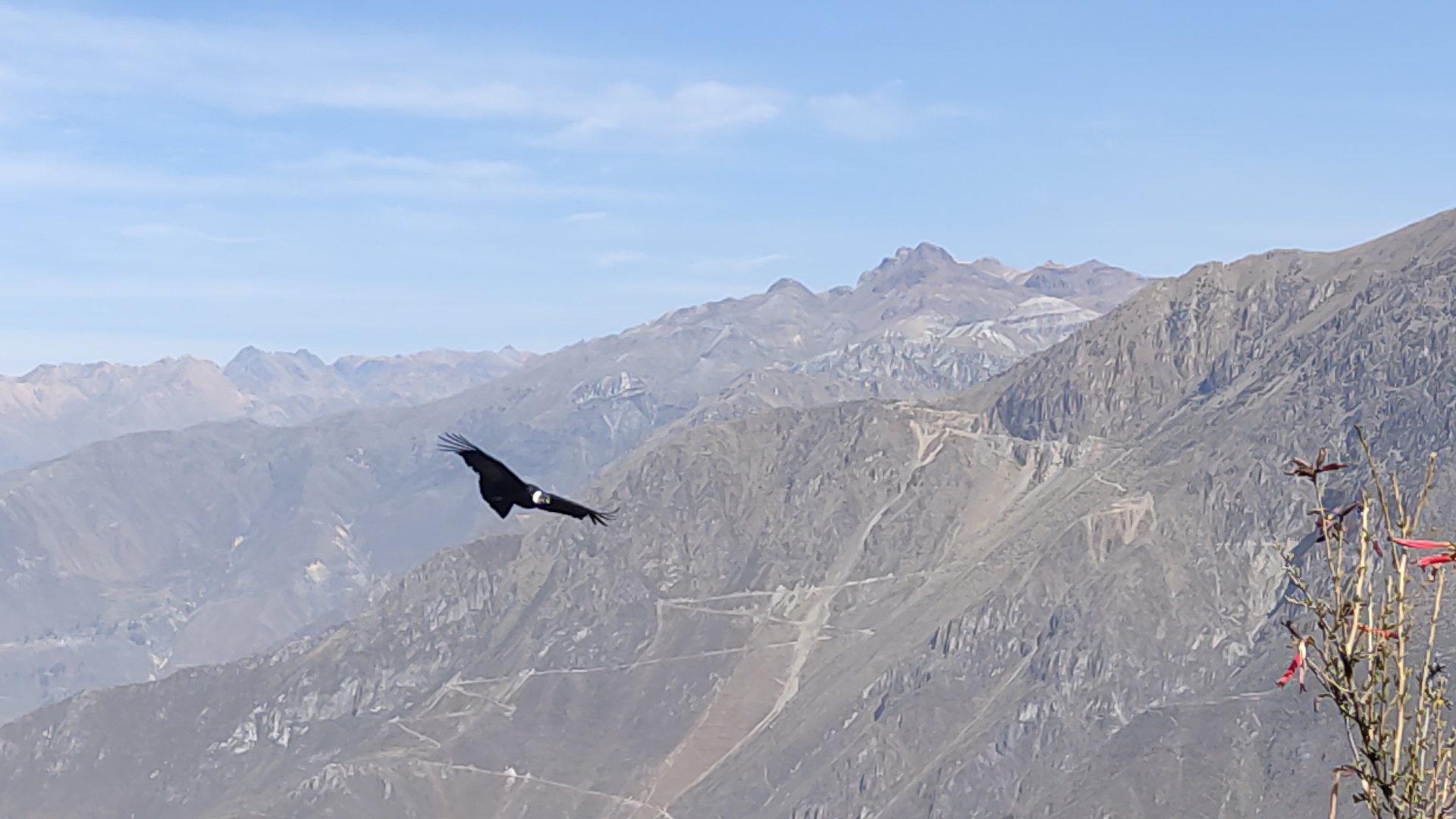 Andean condor flying in the Colca Canyon