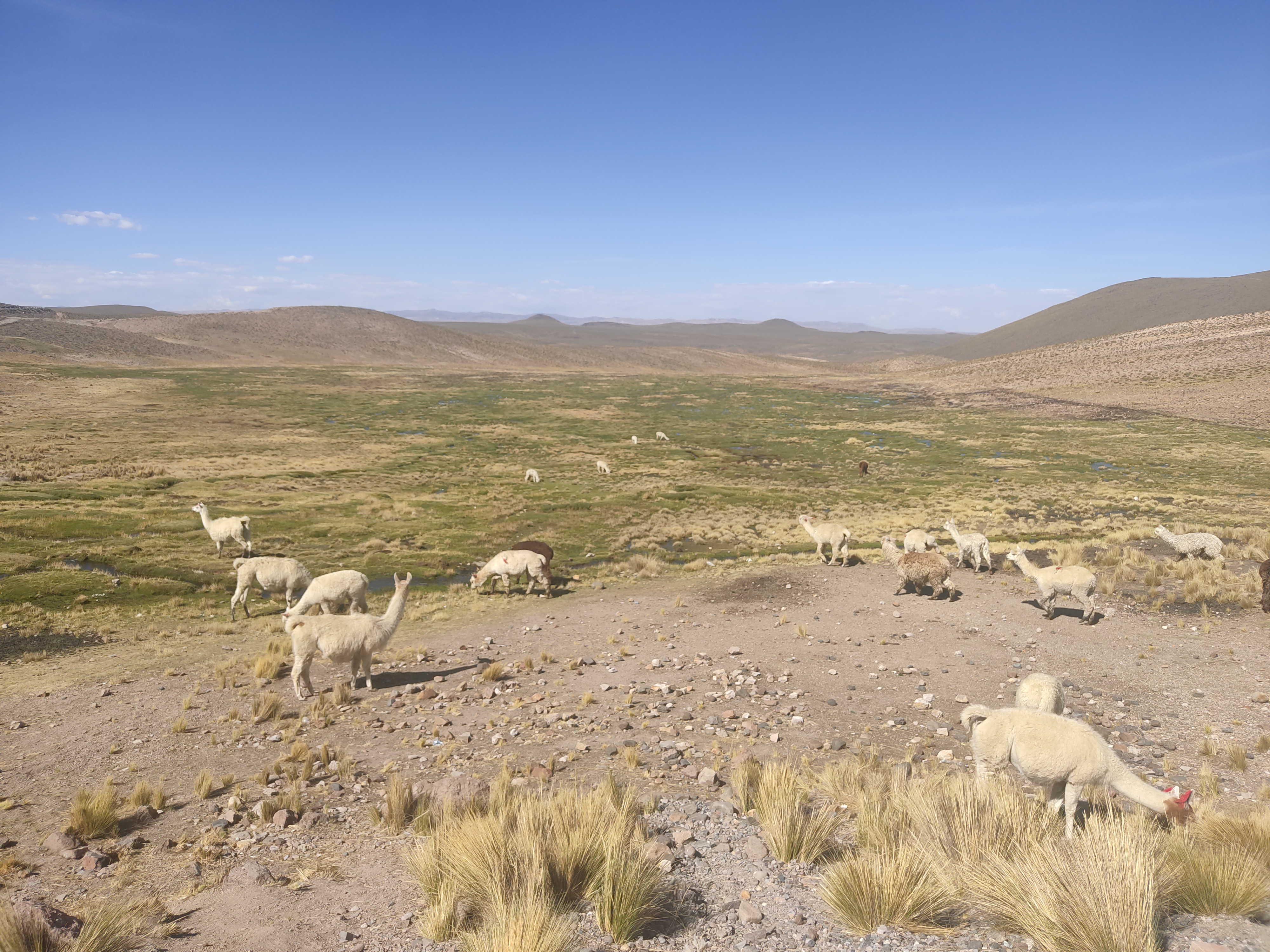Llamas by the road through the salinas y aguads blanca national park