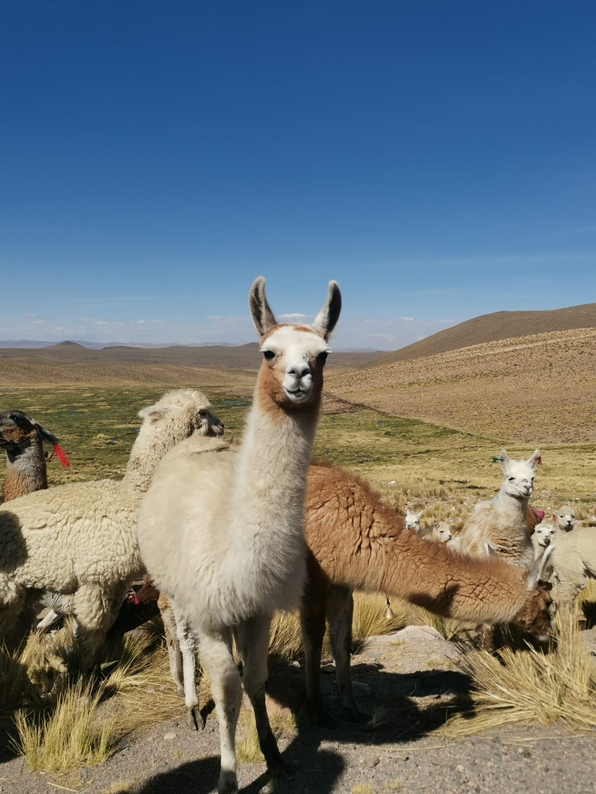 Llamas in the salinas y aguada blanca national park, with one looking into the camera
