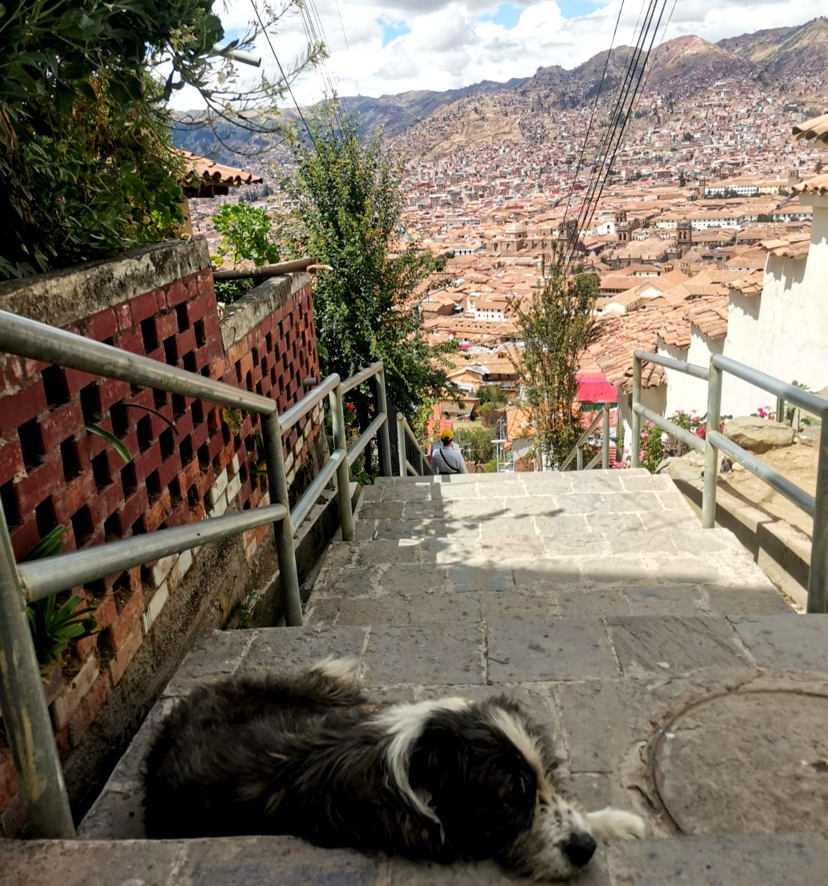 A tired dog resting on the steep steps in Cusco