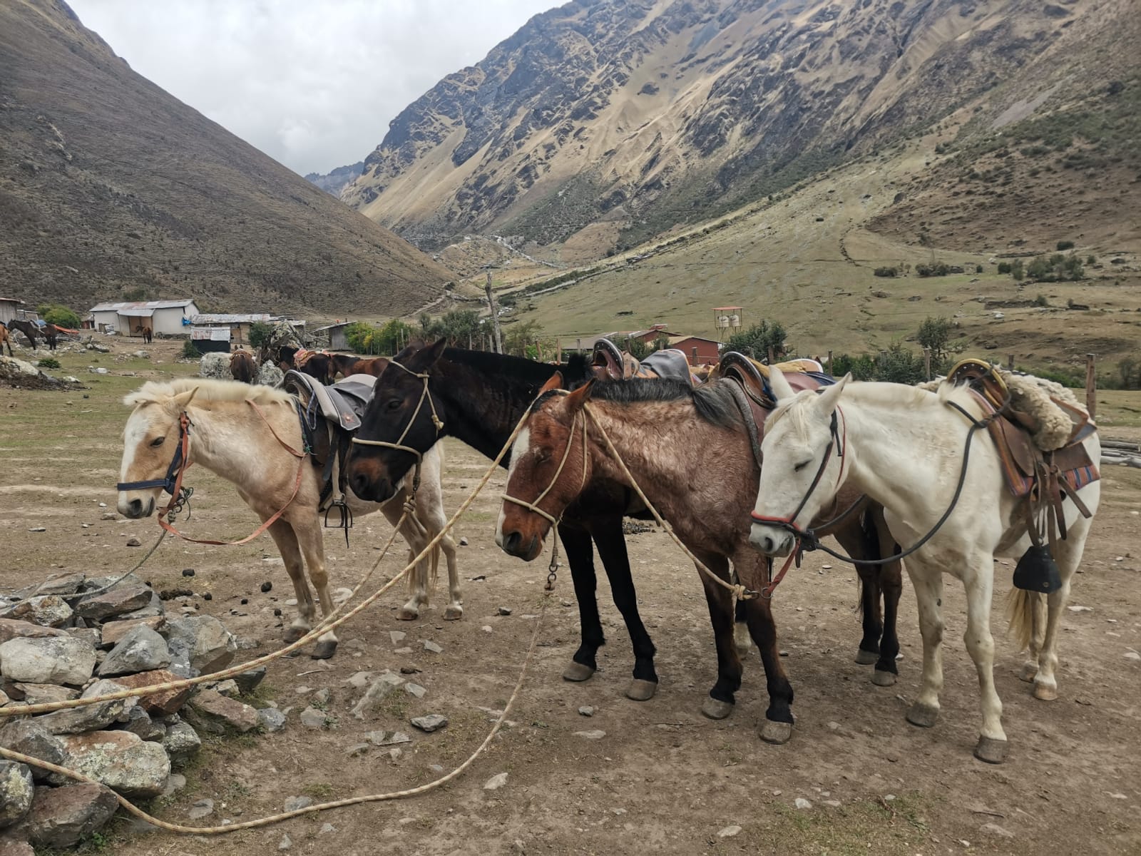 A group of horses waiting at tbr start of the Humantay lake trek