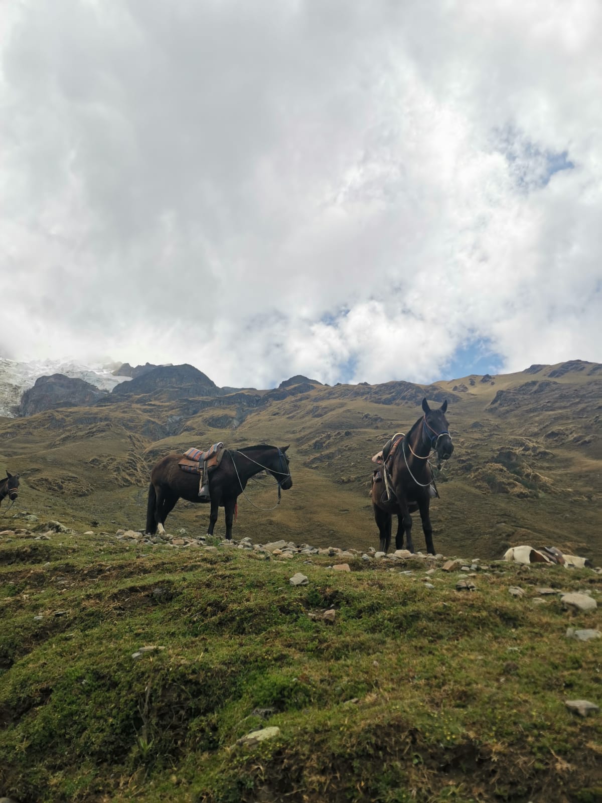 Horses waiting along the path
