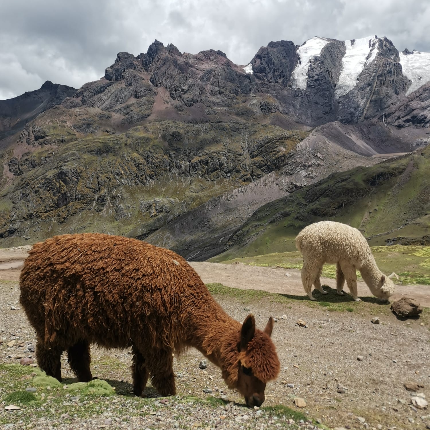 Fluffy alpacas minding their own business