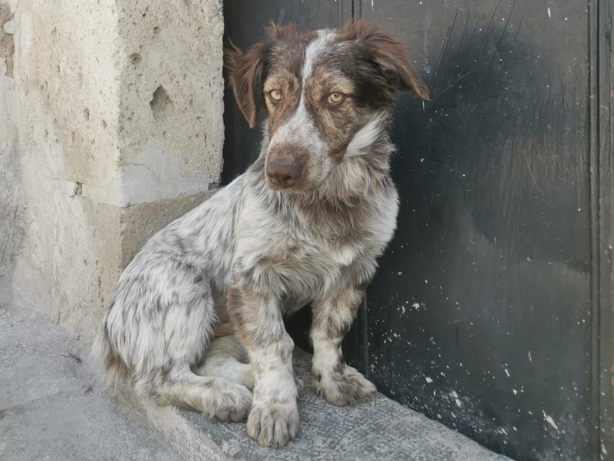 Dog in Arequipa, Peru