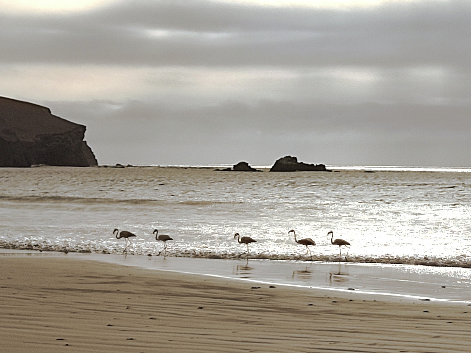 Flamingoes in Paracas National Reserve