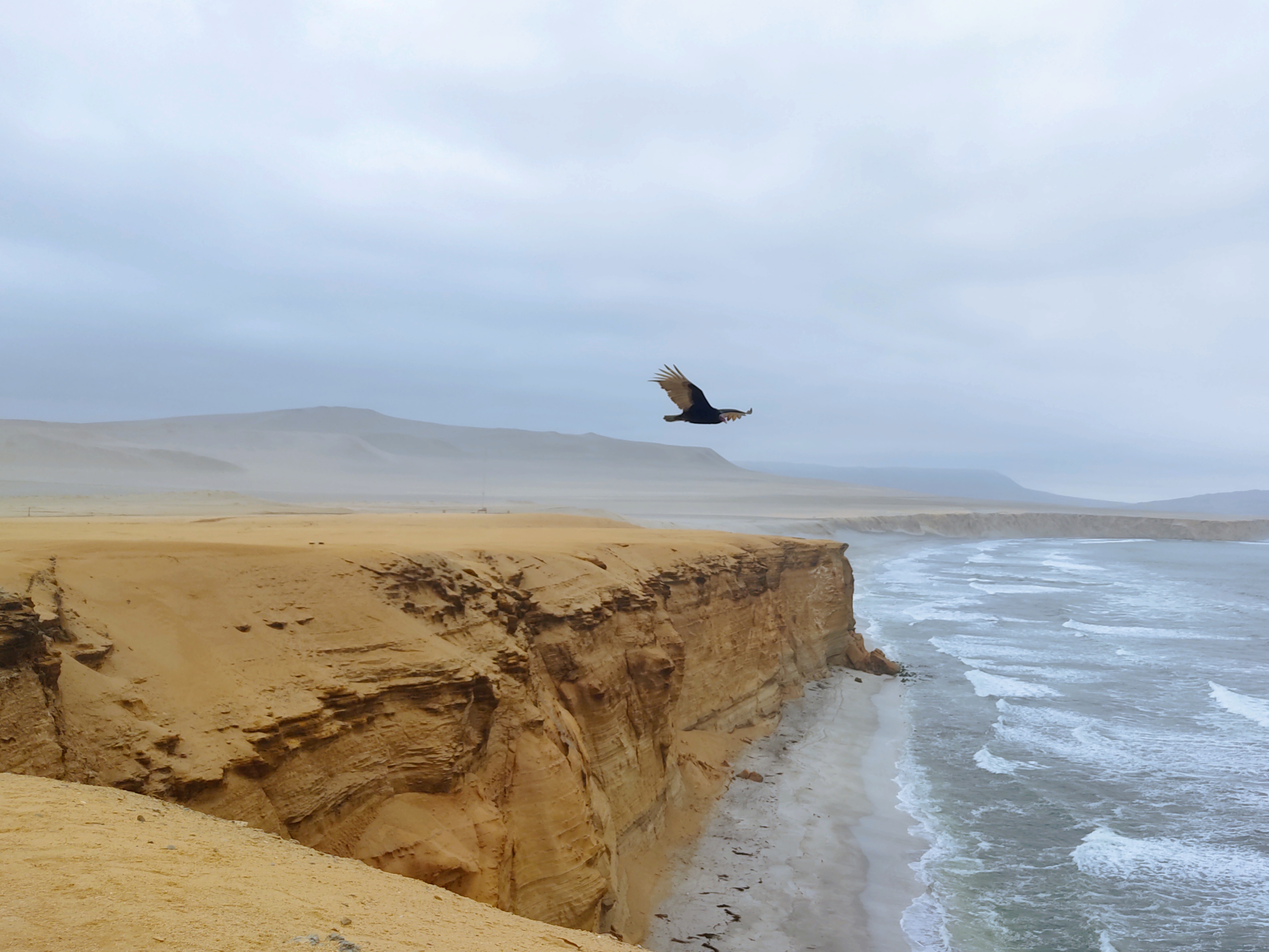 Turkey vulture in Paracas national reserve, Peru