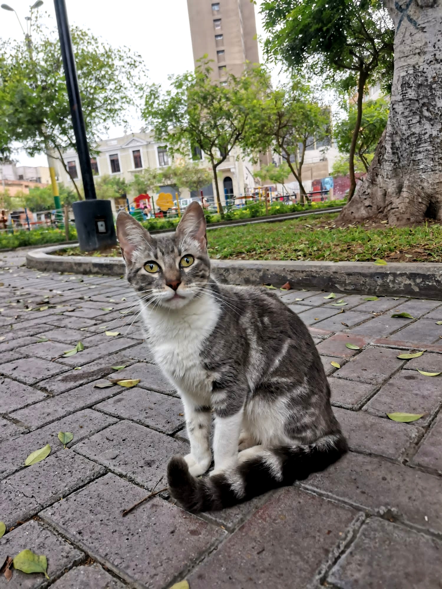 A cat in Parque Kennedy, Lima