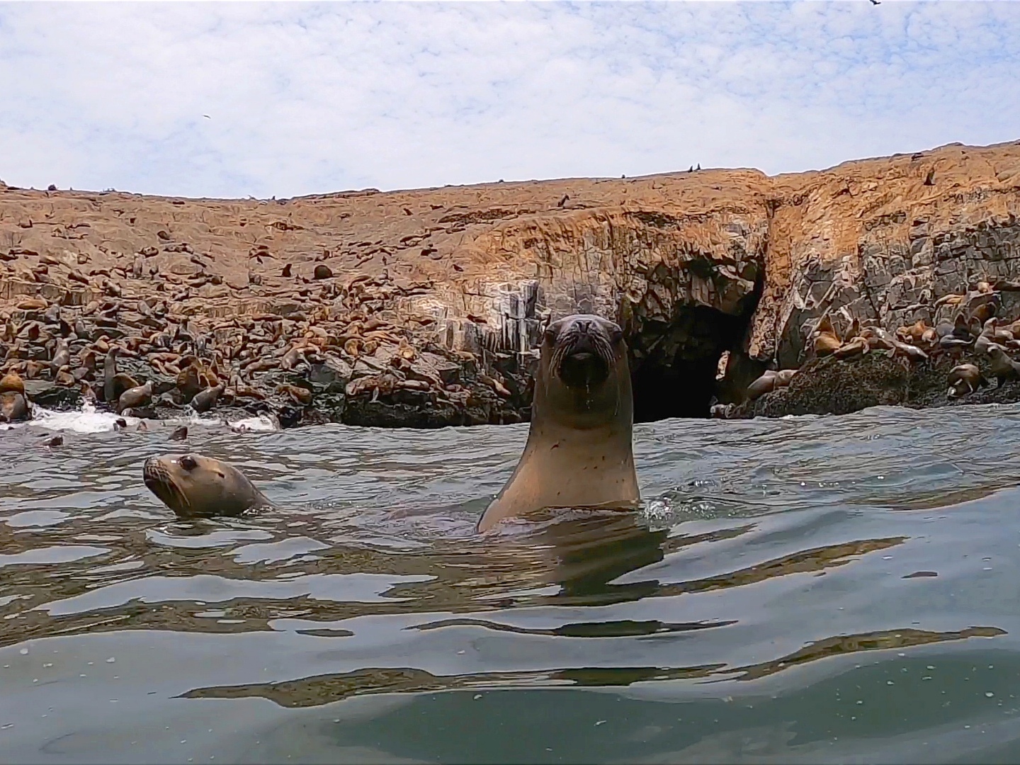 Sea lions swimming by the Palominos Islands, Lima.